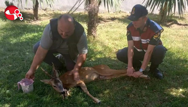 Karaca, emin ellerde!..