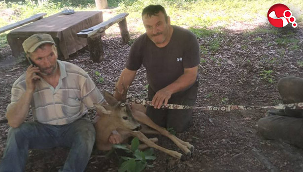 Yaralı ceylana yardım eli