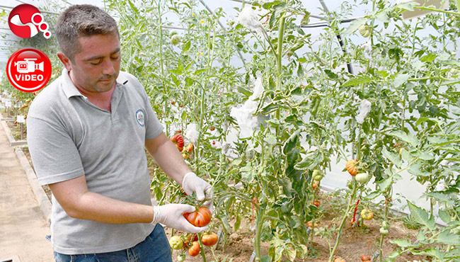 ELDEN ELE ÇOĞALIYOR