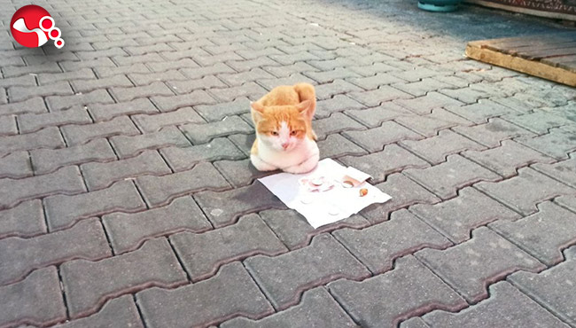 Sokak kedisi mama parasını kendi kazandı