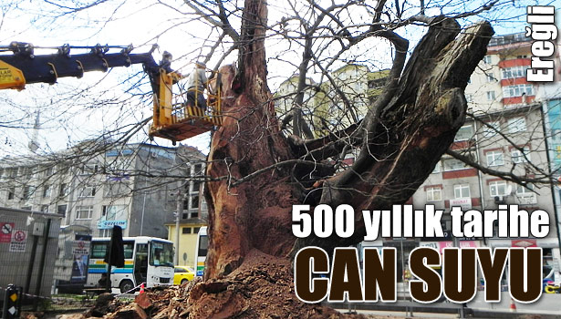 FATİH'İN ÇINARLARI BAKIMA ALINDI
