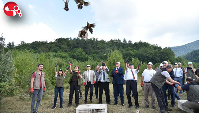 Bin sülün doğaya salındı…