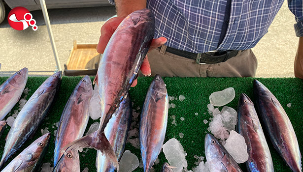 Oltacılar palamutla buluştu