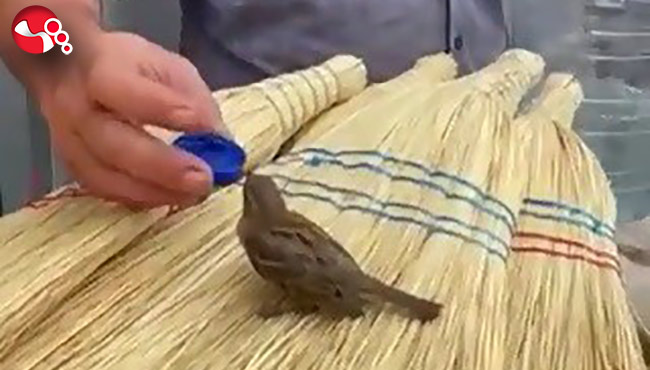 Susayan kuşa şişe kapağıyla su içirdi...