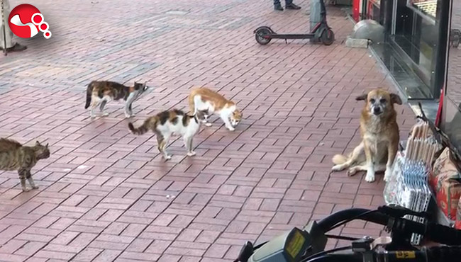 Kedilerin köşeye sıkıştırdığı köpeği esnaf kurtardı