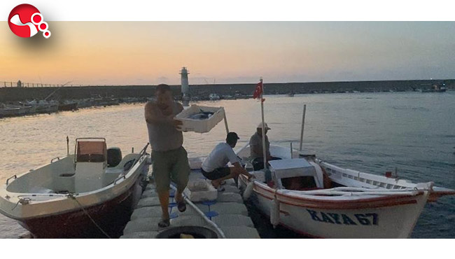 Palamut bereketi yüz güldürüyor