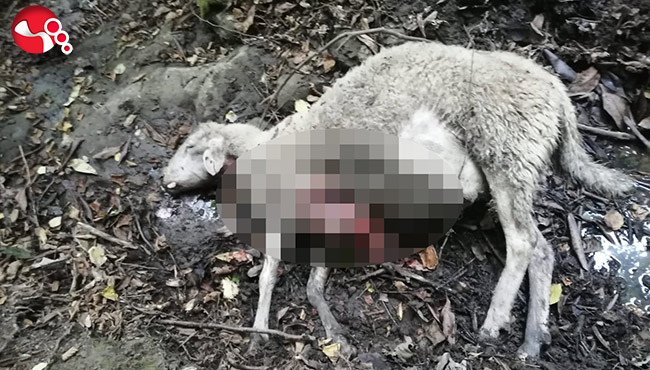 Kurtlar sürüye saldırdı!