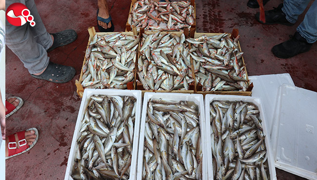 Karadeniz’de tekneler kasa kasa balıkla döndü