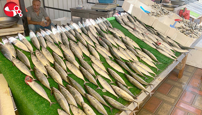 Palamut, yüz güldürdü…