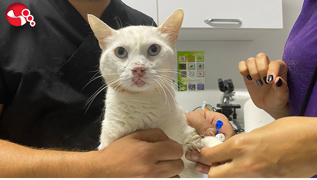 Damağı patladı, ölümden döndü