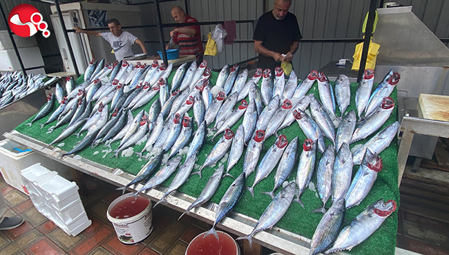 Denizden palamut fışkırdı…