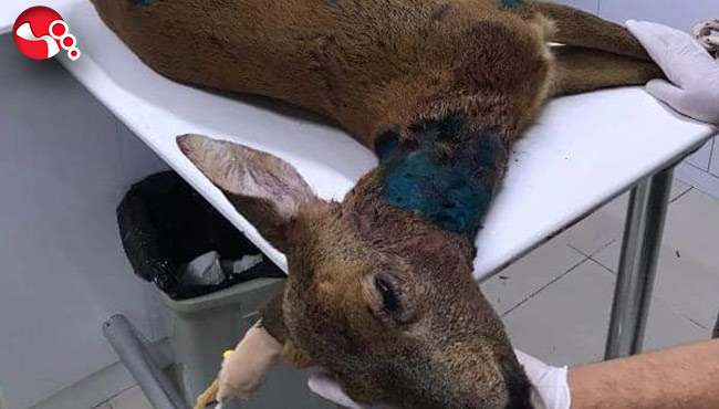 Köpeklerin saldırdığı karacayı vatandaş kurtardı