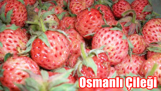 EREĞLİ'NİN GÖZ BEBEĞİ