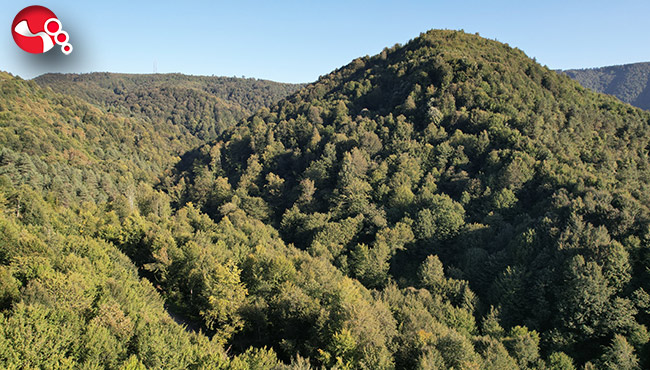 Zonguldak ormanlarında sonbahar...