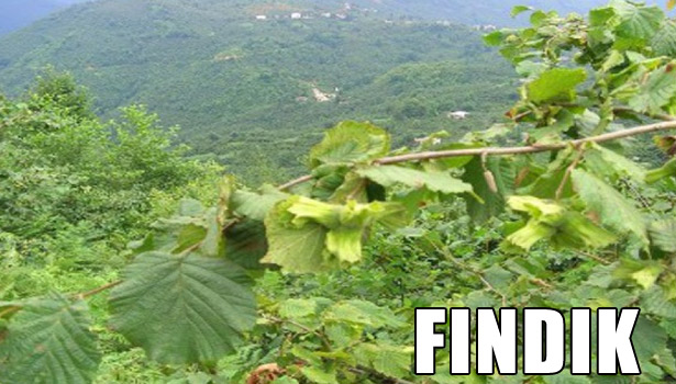 EREĞLİ'DE FINDIK