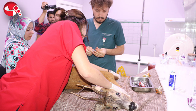 Yavru karacalar ağır yaralandı