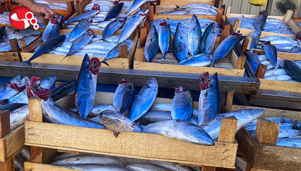 Denizde palamut bolluğu