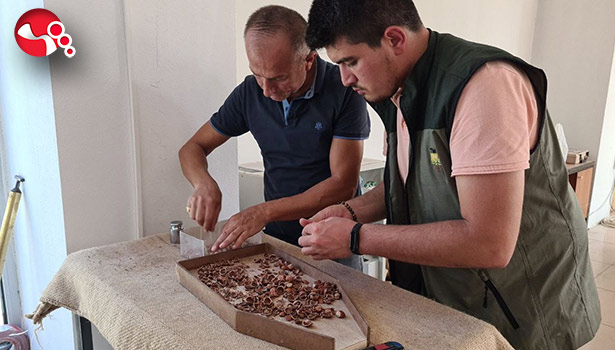 TMO 427 ton fındık aldı