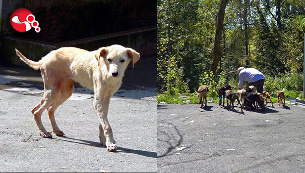 Onlarca köpek açlıktan ölmek üzere