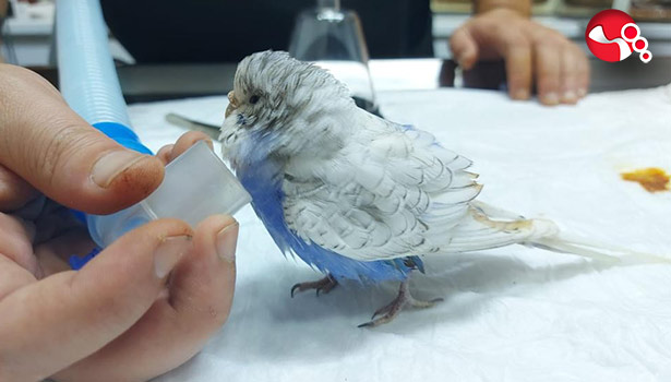 Muhabbet kuşu sağlığına kavuştu