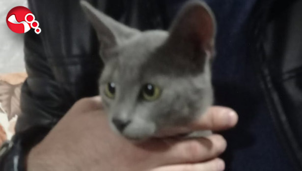 Sahibi her yerde aranıyor!!!