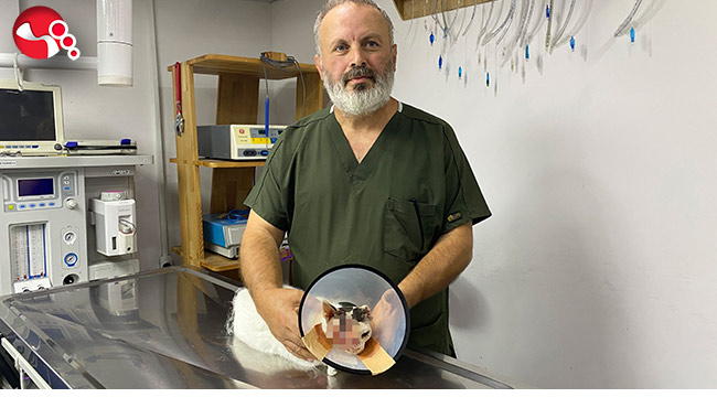 Göz yaşarması nedeniyle veterinere getirildi, gözünün biri alındı