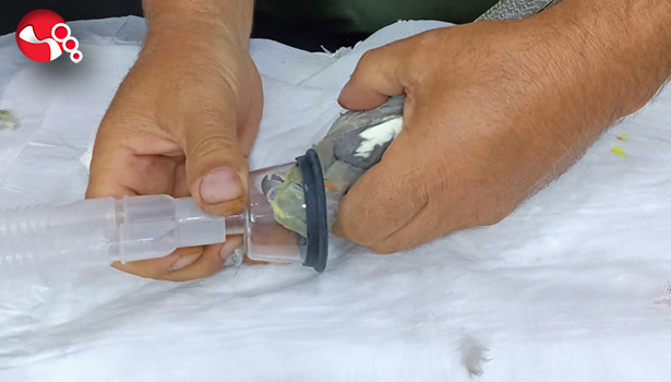 Papağana nadir ameliyat