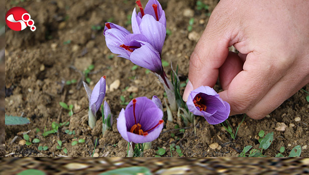 Mutluluk iksirinde hasat başladı