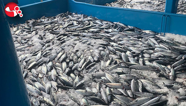 10 bin kasa palamut yakaladı