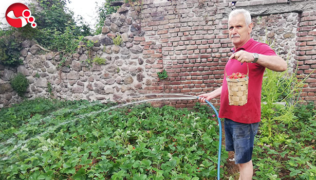 Çilek fide ekim zamanı başladı