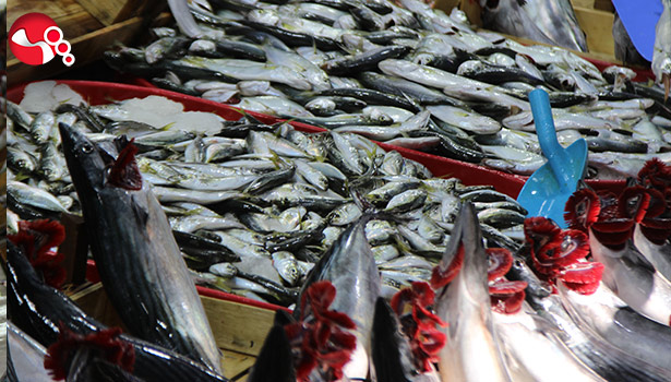 Palamut fiyatları dibe vurdu...