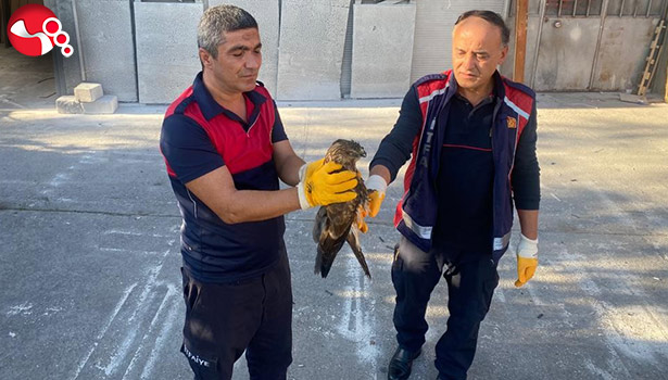 Yaralı Şahini İtfaiye kurtardı