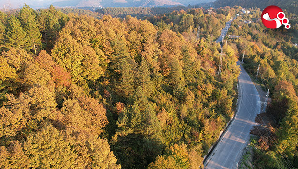 Zonguldak ormanlarında sonbahar güzelliği
