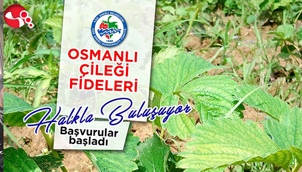 Ereğli Belediyesi, Osmanlı Çileği Fidesi dağıtacak