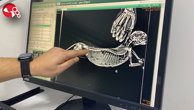 Kedinin diyaframına bakın ne olmuş?