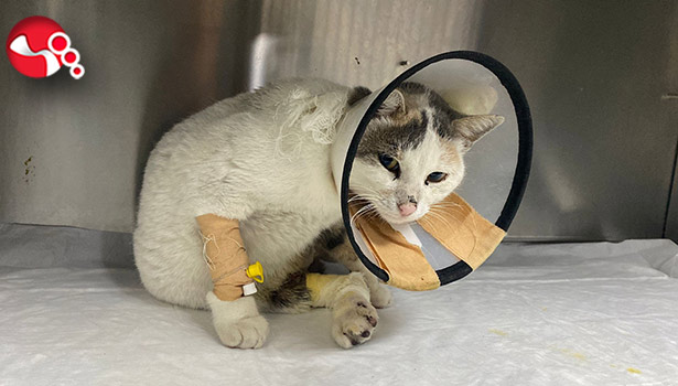 Sokak kedisi sağlığına kavuştu