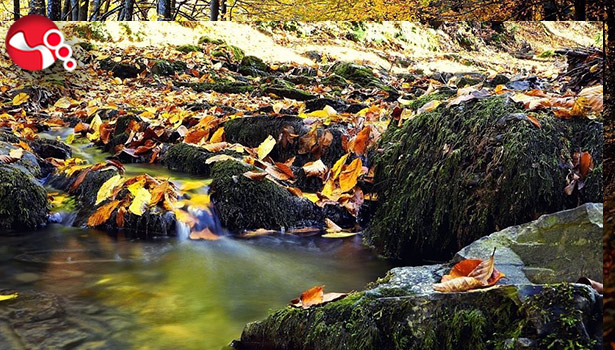 Sonbahar güzelliği