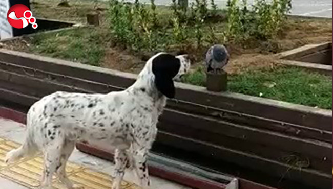 Köpek hasta güvercinin başında bekledi