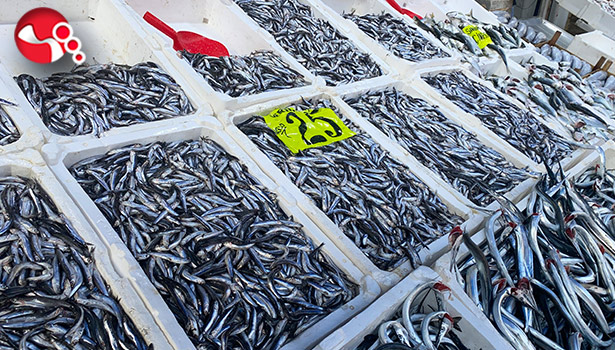 Balıkçıların yüzü güldü