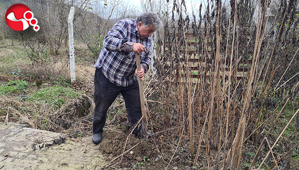 Yer elmasında hasat zamanı