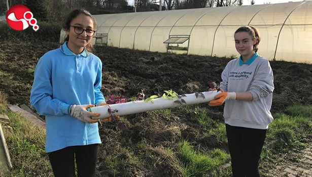 Meslek Lisesi topraksız tarım ile üretime başladı