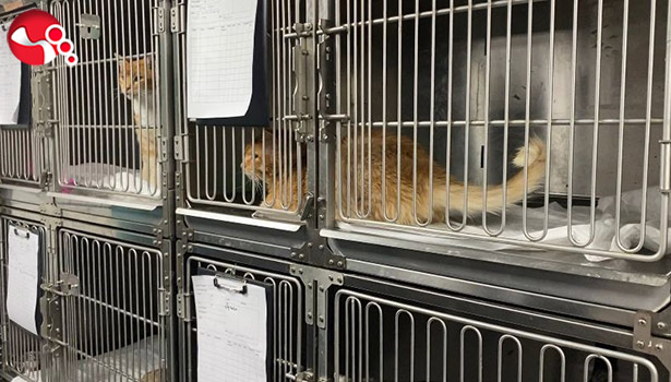 Bu kedinin midesinden ne çıktı?