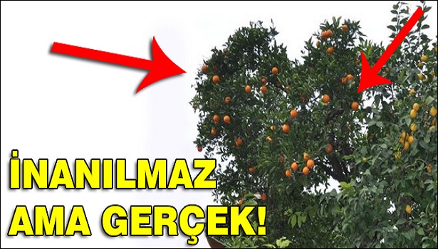 AYNI KÖKTEN 5 MEYVE VEREN AĞAÇ