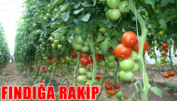 TARIMSAL ÜRETİMDE VERİM VE KALİTE ARTIYOR