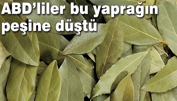 ABD'LİLER DEFNE YAPRAĞININ PEŞİNE DÜŞTÜ