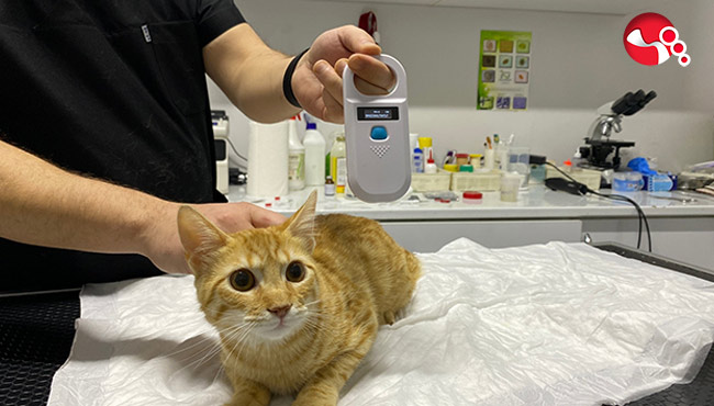 Veterinerlerde Dijital Kimlik yoğunluğu