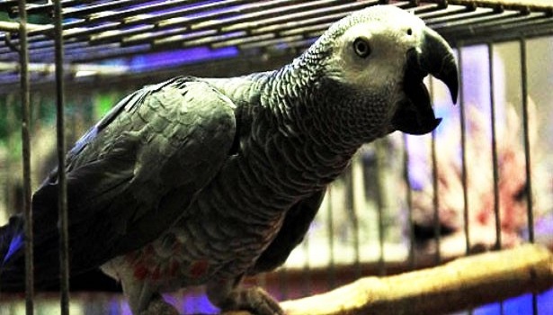 BU PAPAĞAN KEDİ GİBİ MİYAVLIYOR!