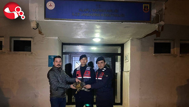 Yaralı Şahine Jandarma Şefkati