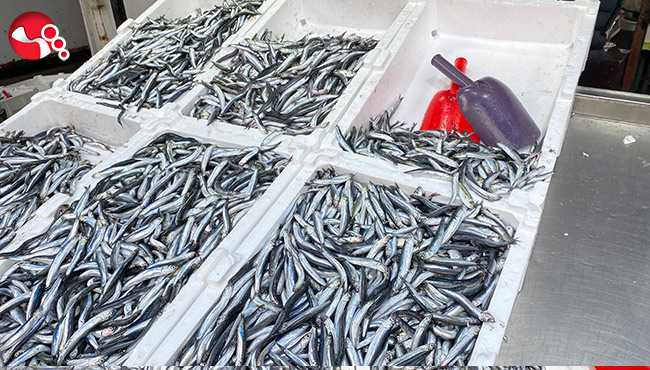 Balıkçılar hamsi için havaların soğumasını bekliyor