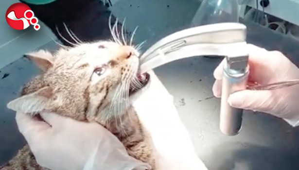 Kedinin soluk borusuna kemik takıldı